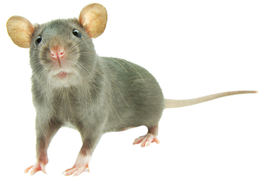 Dedetização de Ratos no Horto Florestal