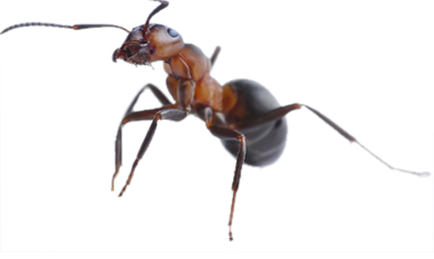 Dedetização de Formigas na Cangaíba