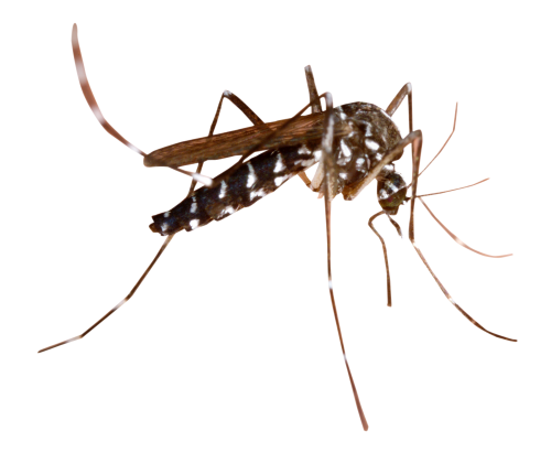 Dedetização de Dengue no Morumbi
